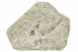 Dinosaur (Grallator) Track - Negative Impression #279111-1